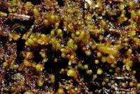 Attēlu rezultāti vaicājumam “Gymnocolea inflata”