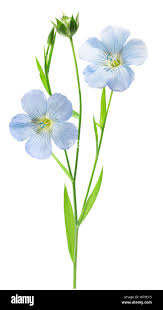 Attēlu rezultāti vaicājumam “Linum usitatissimum flower”