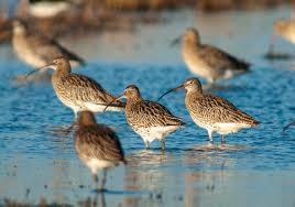 Attēlu rezultāti vaicājumam “Numenius arquata”