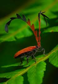 Attēlu rezultāti vaicājumam “Ctenicera pectinicornis female”