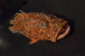 Image result for Scorpaena scrofa