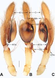 Attēlu rezultāti vaicājumam “Cheiracanthium sp. male”