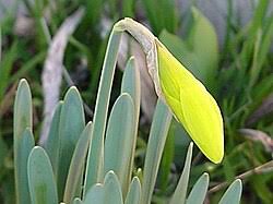 Attēlu rezultāti vaicājumam “Narcissus leaf”