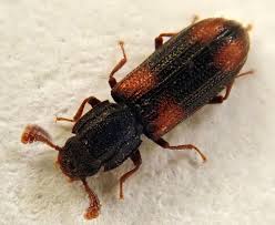 Attēlu rezultāti vaicājumam “Bitoma crenata imago”