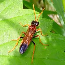 Attēlu rezultāti vaicājumam “Tenthredo campestris”