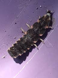 Attēlu rezultāti vaicājumam “Phosphaenus hemipterus male”