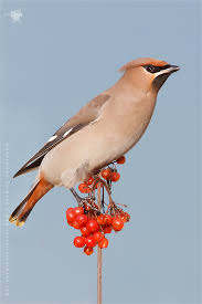 Attēlu rezultāti vaicājumam “Bombycilla garrulus”