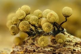 Attēlu rezultāti vaicājumam “Stemonaria irregularis stalked”