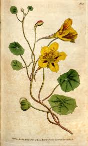 Image result for Tropaeolum minus