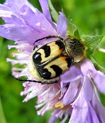 Attēlu rezultāti vaicājumam “Trichius fasciatus imago”