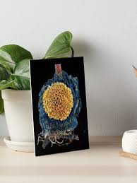 Attēlu rezultāti vaicājumam “Gymnosporangium sp.”