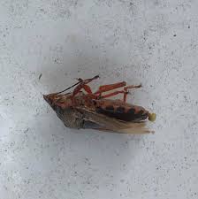 Attēlu rezultāti vaicājumam “Pinthaeus sanguinipes imago”