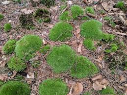 Attēlu rezultāti vaicājumam “Leucobryum glaucum”
