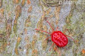 Attēlu rezultāti vaicājumam “Trombidiidae”
