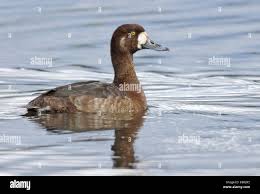 Image result for Aythya marila