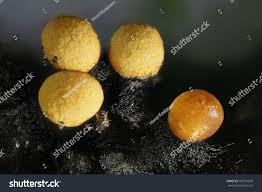 Attēlu rezultāti vaicājumam “Trichia varia”