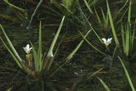 Attēlu rezultāti vaicājumam “Stratiotes aloides flower”