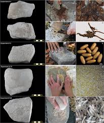 Attēlu rezultāti vaicājumam “Rumex crispus fruit”