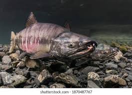 Image result for Oncorhynchus keta