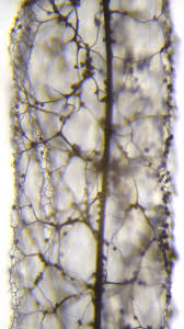 Attēlu rezultāti vaicājumam “Stemonitopsis hyperopta var. landewaldii stalked”