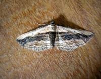 Attēlu rezultāti vaicājumam “Horisme vitalbata”