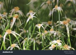 Attēlu rezultāti vaicājumam “Rhynchospora alba flower”