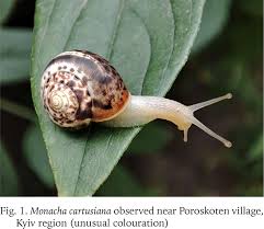 Attēlu rezultāti vaicājumam “Fruticola fruticum”