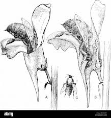 Attēlu rezultāti vaicājumam “Linaria vulgaris bud”