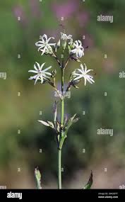 Attēlu rezultāti vaicājumam “Silene tatarica bud”