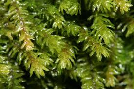 Attēlu rezultāti vaicājumam “Anomodon”