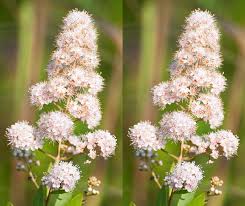 Attēlu rezultāti vaicājumam “Spiraea chamaedryfolia flower”