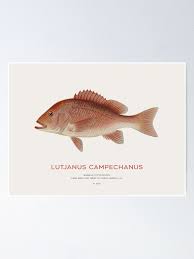 Image result for Lutjanus campechanus