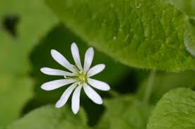 Attēlu rezultāti vaicājumam “Stellaria nemorum flower”