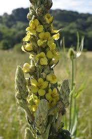 Attēlu rezultāti vaicājumam “Verbascum thapsus”