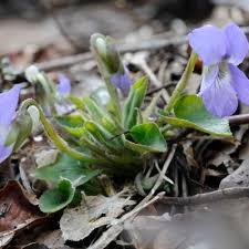 Attēlu rezultāti vaicājumam “Viola collina leaf”