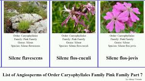 Attēlu rezultāti vaicājumam “Silene borysthenica flower”