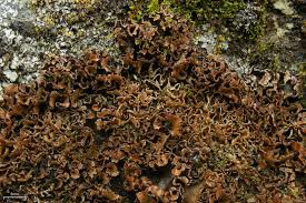 Attēlu rezultāti vaicājumam “Peltigera polydactylon”