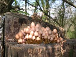 Attēlu rezultāti vaicājumam “Mycena renati”