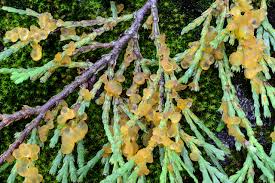 Attēlu rezultāti vaicājumam “Gymnosporangium cornutum”