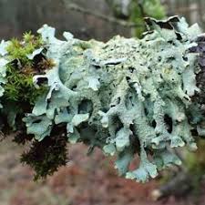 Attēlu rezultāti vaicājumam “Parmelia submontana”