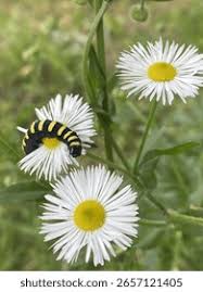 Attēlu rezultāti vaicājumam “Acronicta alni larva”