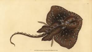 Image result for Amblyraja radiata