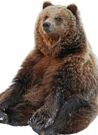 Image result for brown bear