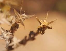 Attēlu rezultāti vaicājumam “Sedum acre fruit”