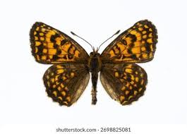 Attēlu rezultāti vaicājumam “Melitaea diamina underside”