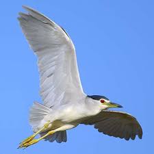 Image result for Nycticorax nycticorax