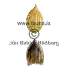 Attēlu rezultāti vaicājumam “Carex chordorrhiza fruit”