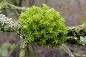 Attēlu rezultāti vaicājumam “Orthotrichum lyellii”