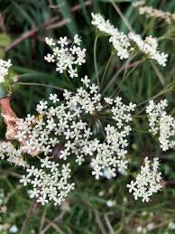 Attēlu rezultāti vaicājumam “Pimpinella saxifraga leaf”