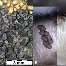 Attēlu rezultāti vaicājumam “Microstoma protracta”